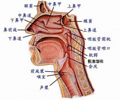 软腭下垂不及时治疗可恶化为软腭癌