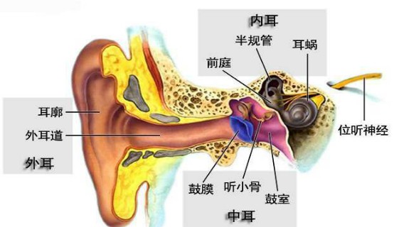 耳朵流脓危害惊人,不可忽视
