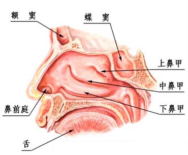 鼻甲肥大能治疗吗?微创治疗术高效更安全